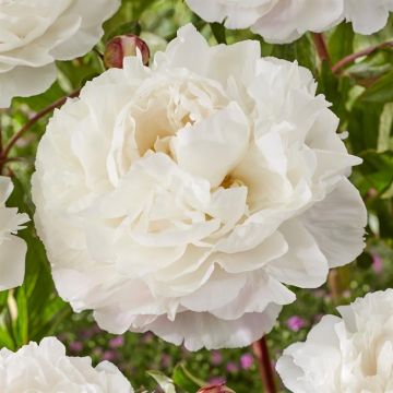 Paeonia Duchesse de Nemours V2
