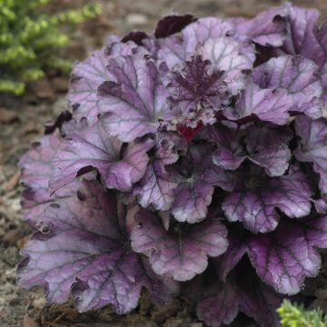 Heuchera Forever Purple(Shanghai)