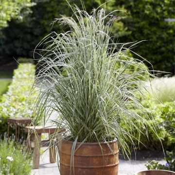 Calamagrostis x acutiflora Overdam