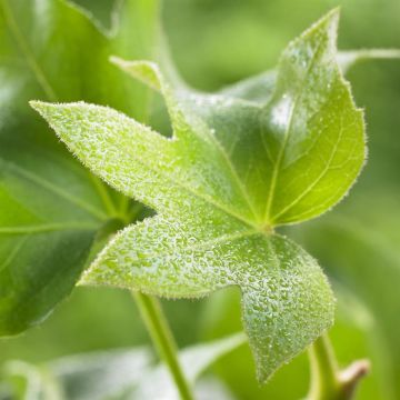 Fatshedera lizei Fatshedera lizei