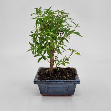 Bonsai Serissa