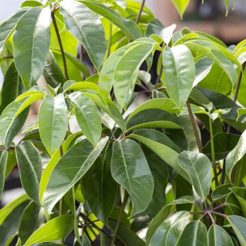 Schefflera actinophylla v2