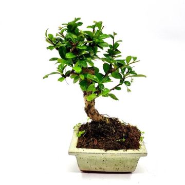 Bonsai Carmona Bol 12 cm