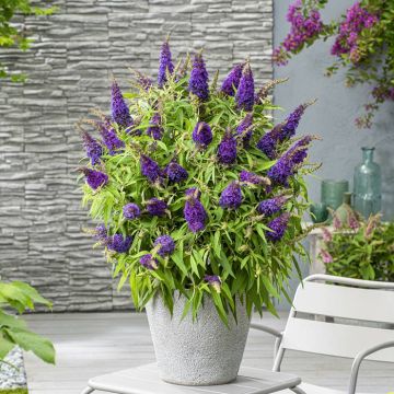 Buddleja davidii Butterfly candy little Purple