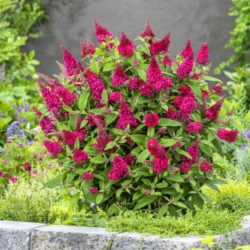 Buddleja davidii Butterfly candy little Ruby v1