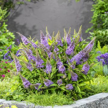 Buddleja davidii Butterfly candy little Lila