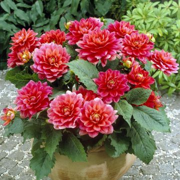 Dahlia Berliner Kleene