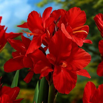 Canna City of Portland