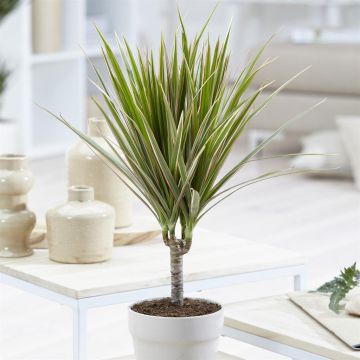 Dracaena marginata Bicolor 17 cm pot