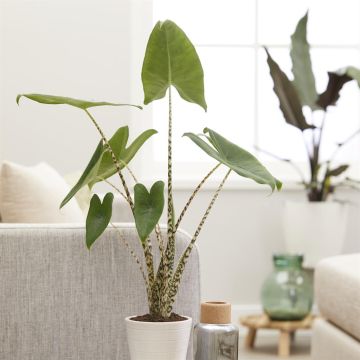 Alocasia Zebrina