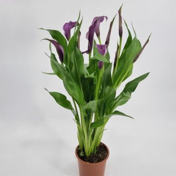 Zantedeschia Paars