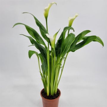 Zantedeschia Wit