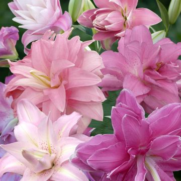 Lotus lelies gemengd (1) 2592x3888 sortiment 2018