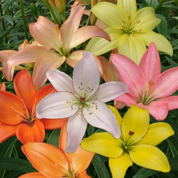 Stuifmeelvrij gemengd unicolour 2592x3888