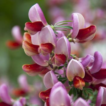 Cytisus Killiney Red(Lena Red)