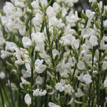 Cytisus White Lion
