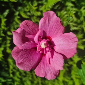 Hibiscus Flower Tower Purple 01