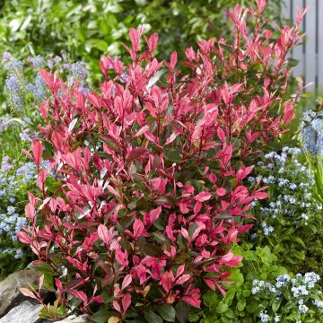 Photinia Little Fenna (12)