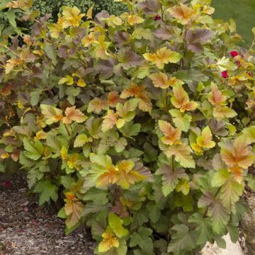 PhysoopFirstEditionsAmberJubilee 48 7448 PhysoopFirstEditionsAmberJubilee 48 7448