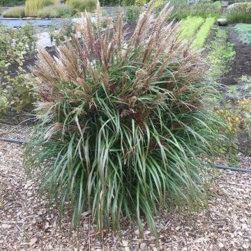 Miscanthus sinensis Volcano 9