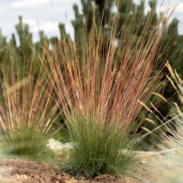Festuca Sunrise (7)