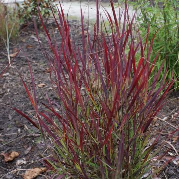 Panicum virgatum Sangria 20120915 6
