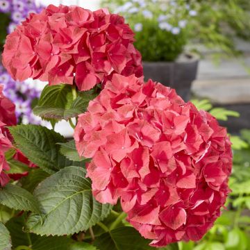 Hydrangea macrophylla Hi Fire