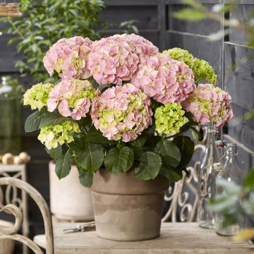 Hydrangea macrophylla Hi River Pink