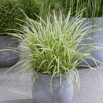 Carex morrowii Goldband