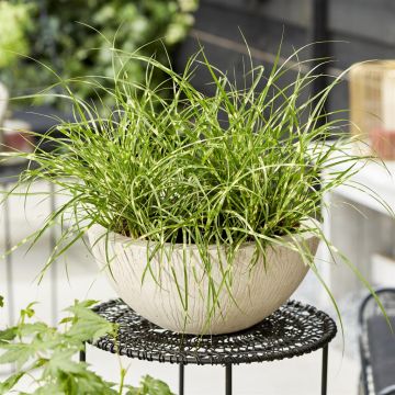 Miscanthus mini strictus