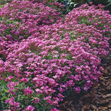 Arabis caucasica Rosea