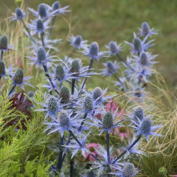 Eryngium planum (Blaukappe)