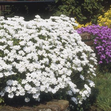 Iberis + Aubrieta + Alyssum(Aubrieta White)
