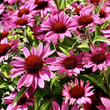 Echinacea Chunky Purple (Pow Wow Wild Berry)