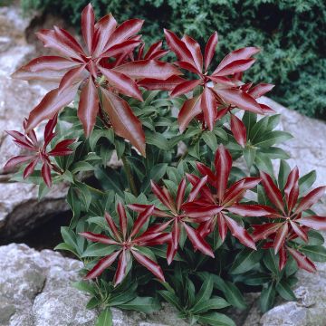 Pieris japonica Mountain Fire