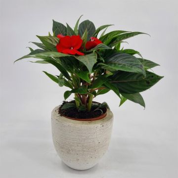 Impatiens New Guinea Red