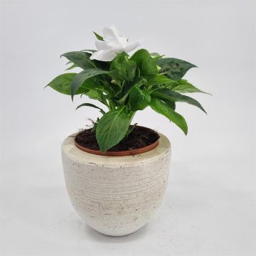 Impatiens New Guinea White