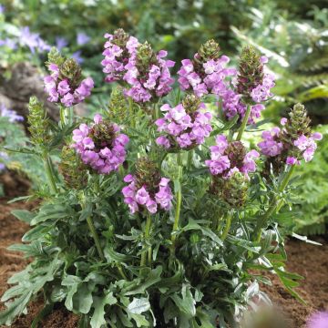 Prunella grandiflora Summerdaze(Violet Blue)