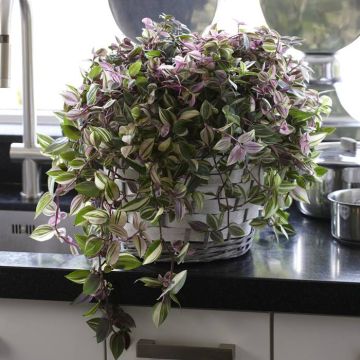 Tradescantia fluminensis Quadricolor