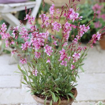Gaura lindheimeri Siskiyou Pink