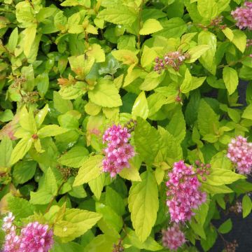 Spiraea japonica Goldmound 20210809 1
