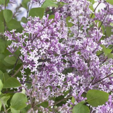 Syringa meyeri FLOWERFESTA PURPLE 20170803 3