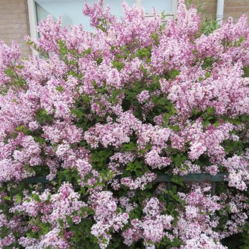 Syringa microphylla Superba 20190509 6