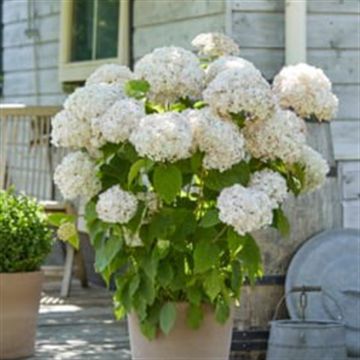 hydrangea arb marshmallow