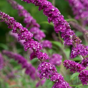 budleia berriies and Cream 2011 2