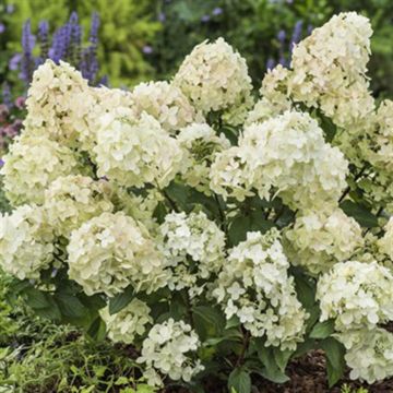 Hydrangea pan  Petite Star