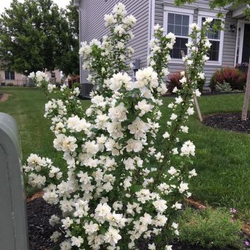 Philadelphus Pearls of Perfume (5)