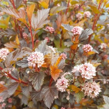 physocarpus opulif. sweet-cherry.jpg physocarpus opulif. sweet-cherry.jpg