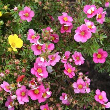 potentilla frutic.bella rosa.jpg