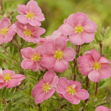 Potentilla fruticosa Pink Paradise
